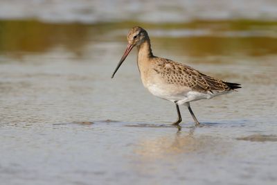 BLACK-TAILED GODWIT - Limosa limosa - GRUTTO