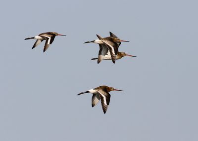 BLACK-TAILED GODWIT - Limosa limosa - GRUTTO - BARGE À QUEUE NOIR