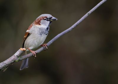 HOUSE SPARROW - Passer domesticus - HUISMUS