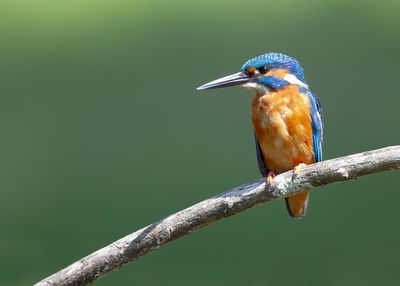 _MG_9421.jpg