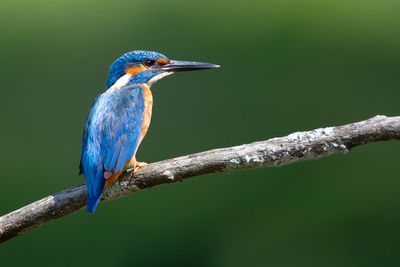 _MG_9442.jpg