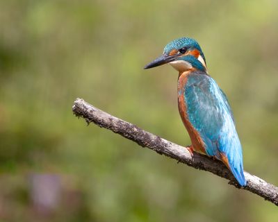 COMMON KINGFISHER - Alcedo atthis - IJSVOGEL