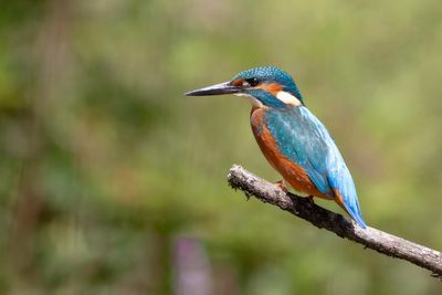 COMMON KINGFISHER - Alcedo atthis - IJSVOGEL - MARTIN-PÊCHEUR D'EUROPE