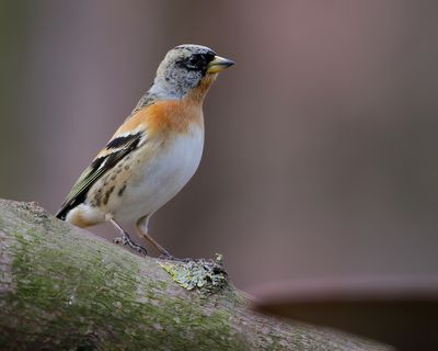 _MG_2818.jpg
