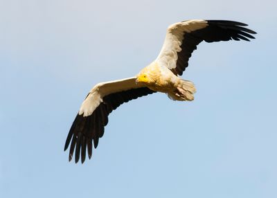 EGYPTIAN VULTURE - Neophron percnopterus - AASGIER
