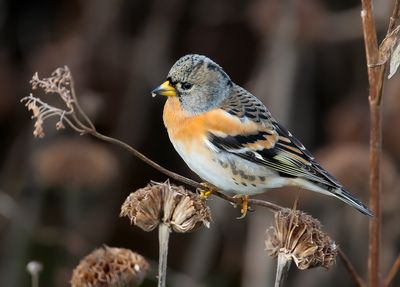 BRAMBLING - Fringilla montifringilla - KEEP