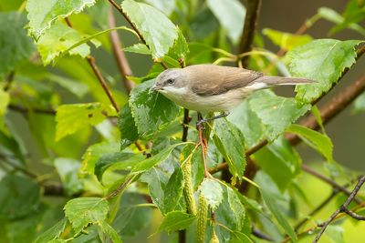 LESSER WHITETHROAT - Curruca curruca - BRAAMSLUIPER