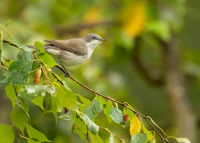 LESSER WHITETHROAT - Curruca curruca - BRAAMSLUIPER