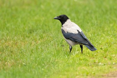 HOODED CROW - Corvus cornix -BONTE KRAAI