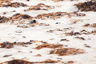 BARN SWALLOW - Hirundo rustica - BOERENZWALUW