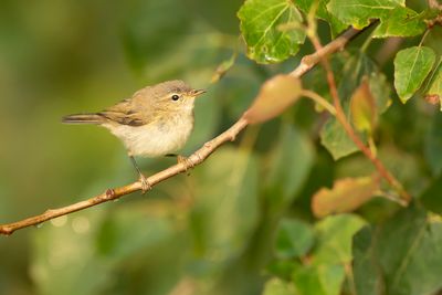 COMMON CHIFFCHAFF - Phylloscopus colibyta - TJIFTJAF