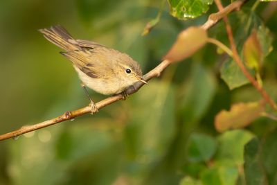 COMMON CHIFFCHAFF - Phylloscopus collybita - TJIFTJAF