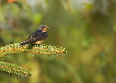 BARN SWALLOW - Hirundo rustica - BOERENZWALUW