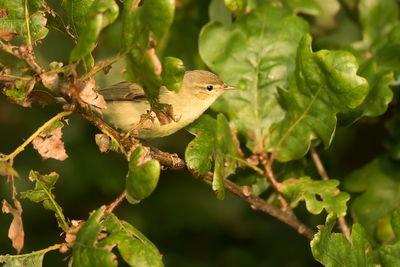 WILLOW WARBLER - Phylloscopus trochilus - FITIS 
