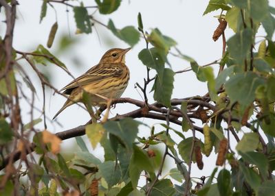 TREE PIPIT - Anthus trivialis - BOOMPIEPER