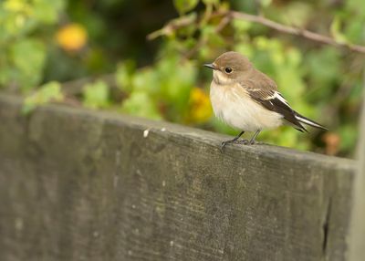 PIED FLYCATCHER - Ficedula hypoleuca - BONTE VLIEGENVANGER