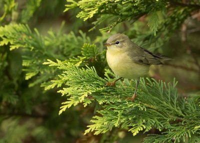 FITIS - Phylloscopus trochilus - WILLOW WARBLER