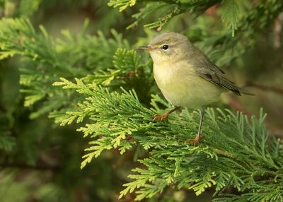 FITIS - Phylloscopus trochilus - WILLOW WARBLER