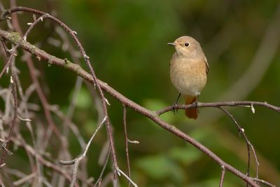 GEKRAAGDE ROODSTAARtT - Phoenicurus phoenicurus - COMMON REDSTART