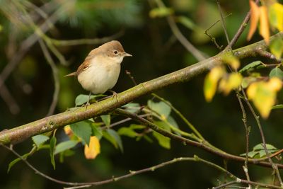 GRASMUS - Curruca communis - COMMON WHITETHROAT