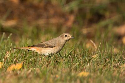 GEKRAAGDE ROODSTAARtT - Phoenicurus phoenicurus - COMMON REDSTART