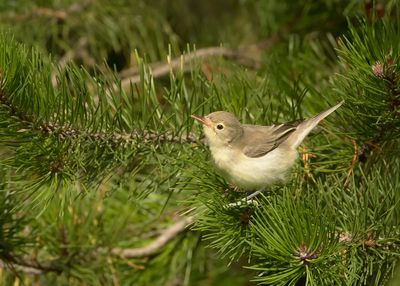 SPOTVOGEL - Hippolais icterina - ICTERINE WARBLER