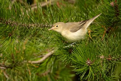 SPOTVOGEL - Hippolais icterina - ICTERINE WARBLER