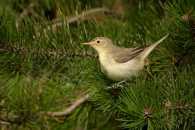 SPOTVOGEL - Hippolais icterina - ICTERINE WARBLER