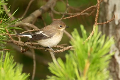 BONTE VLIEGENVANGER - Ficedula hypoleuca - EUROPEAN PIED FLYCATCHER