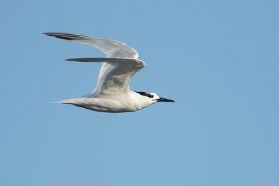 GROTE STERN - Thalasseus sandvicensis - SANDWICH TERN