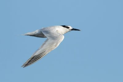 GROTE STERN - Thalasseus sandvicensis - SANDWICH TERN