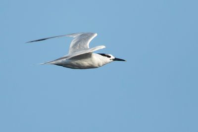 GROTE STERN - Thalasseus sandvicensis - SANDWICH TERN