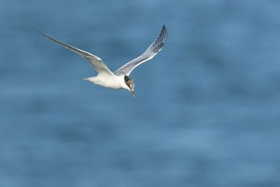 GROTE STERN - Thalasseus sandvicensis - SANDWICH TERN