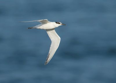 GROTE STERN - Thalasseus sandvicensis - SANDWICH TERN