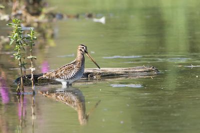 WATERSNIP - Gallinago gallinago - COMMON SNIPE