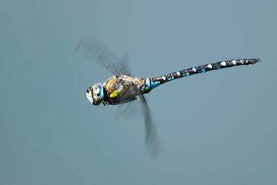 PAARDENBIJTER - Aeshna mixta - MIGRANT HAWKER - AESCHNE MIXTE