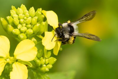 ASBIJ - Andrena cineraria - ASHY MINING BEE