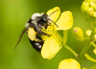 ASBIJ - Andrena cineraria - ASHY MINING BEE