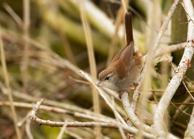 CETTI'S ZANGER - Cettia cetti  - CETTI'S WARBLER