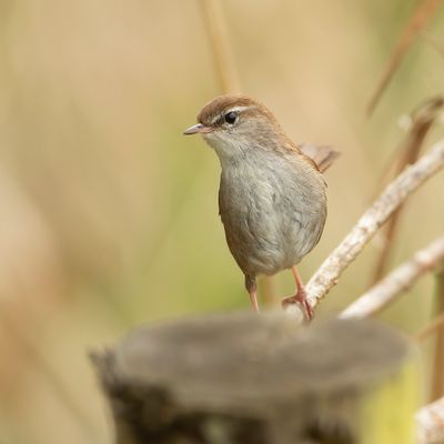 CETTI'S ZANGER - Cettia cetti  - CETTI'S WARBLER