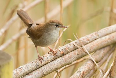 CETTI'S ZANGER - Cettia cetti  - CETTI'S WARBLER