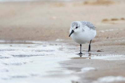 DRIETEENSTRANDLOPER - Calidris alba - SANDERLING