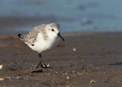 DRIETEENSTRANDLOPER - Calidris alba - SANDERLING