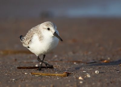 DRIETEENSTRANDLOPER - Calidris alba - SANDERLING