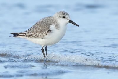 DRIETEENSTRANDLOPER - Calidris alba - SANDERLING