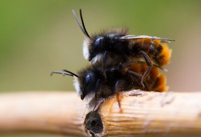 GEHOORNDE METSELBIJ - Osmia cornuta - EUROPEAN HORNED-FACED MASON BEE