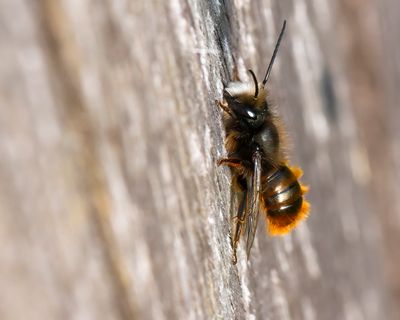 GEHOORNDE METSELBIJ - Osmia cornuta - EUROPEAN HORNED-FACED MASON BEE