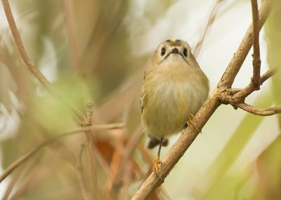 GOUDHAAN - Regulus regulus - GOLDCREST