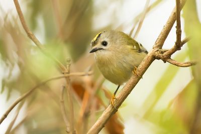 GOUDHAAN - Regulus regulus - GOLDCREST