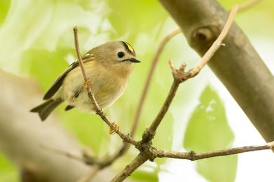 GOUDHAAN - Regulus regulus - GOLDCREST